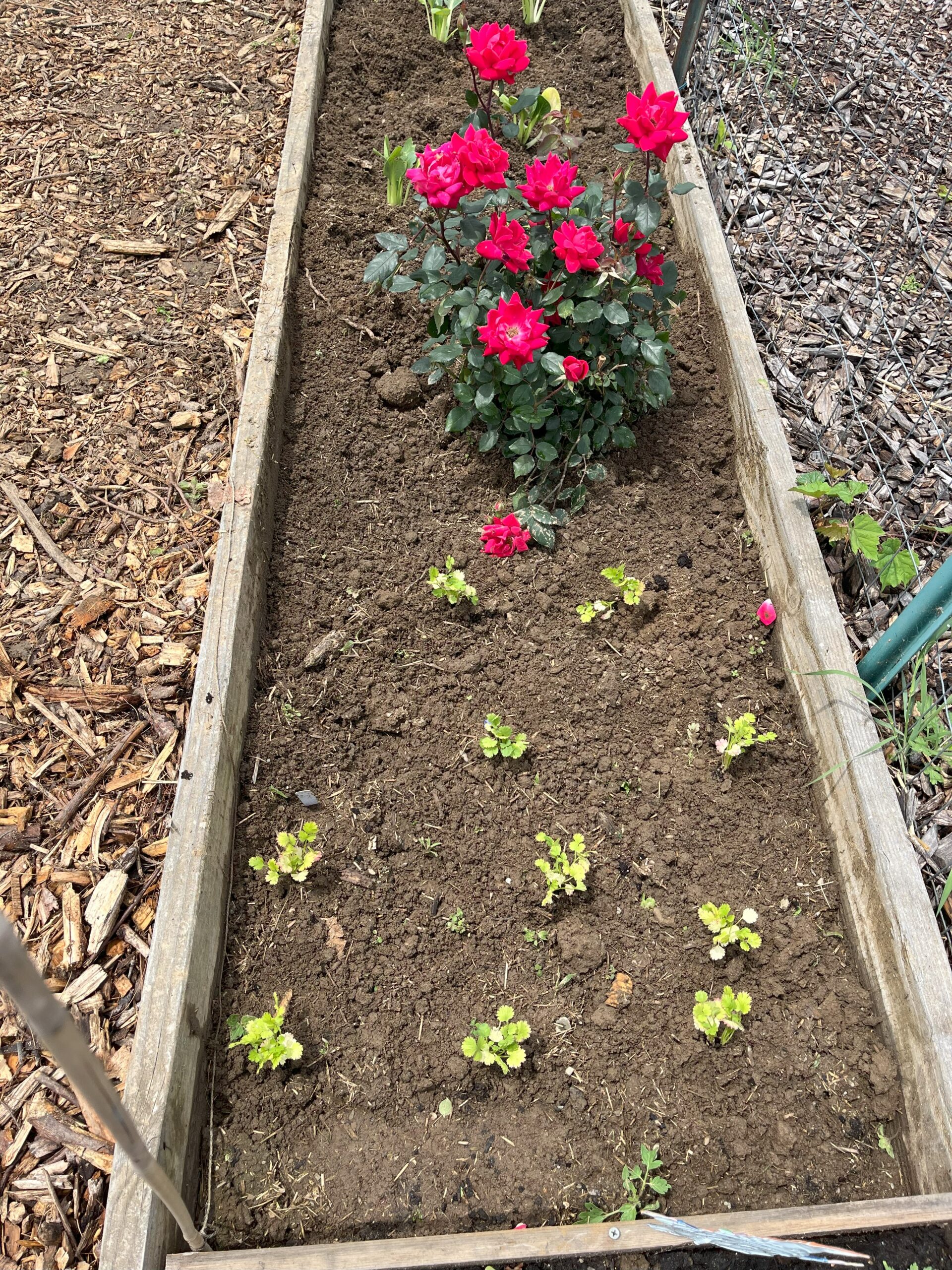 Close up image of a bed of pink flowers with small green plants.