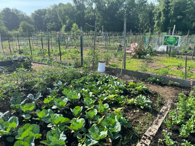 Bed of green plants in the center of the wooden frame holding the harvesting plants enclosed in a metal fence around the outter perimeter with a green sign with flowers hung on the fence with the words "ALANA growing strong" on the center.
