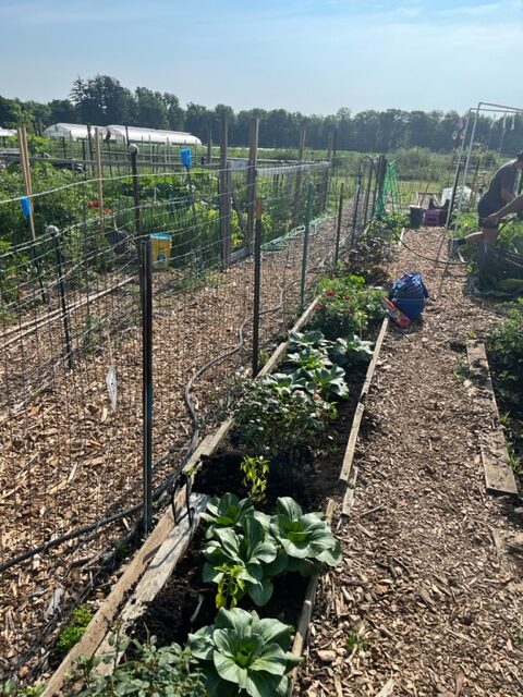 Bed of green plants harvesting next to the fence enclosed in a wooden structure. 