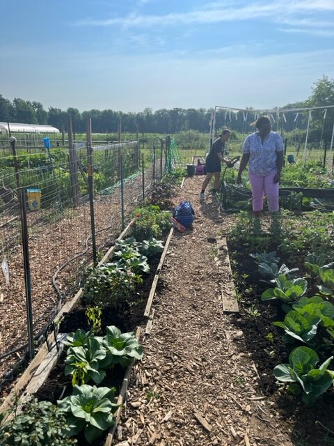 Dr. Nicole Beveridge Standing to the right of the photo with a person behind her as two beds of green plants are harvesting in the ALANA Gardent with wooden structures enclosing the plants.