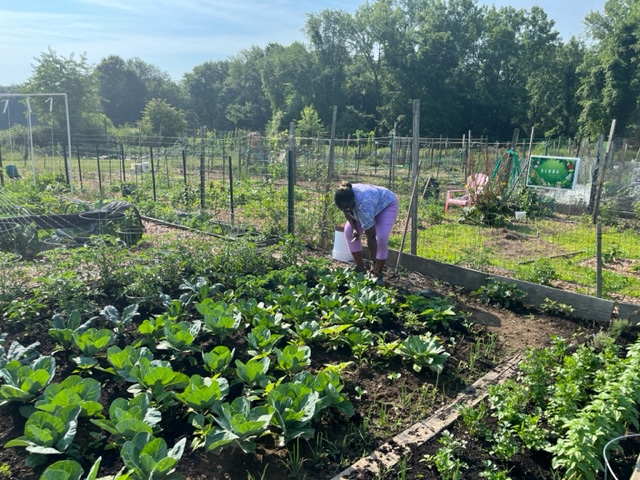 Dr. Nicole Beveridge bending down to pick out the green plants.