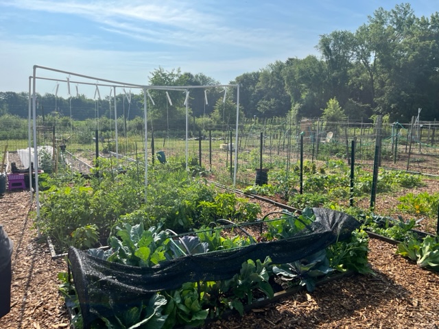 Full view of the ALANA Garden with wooden barriers holding beds of green plants in the center.