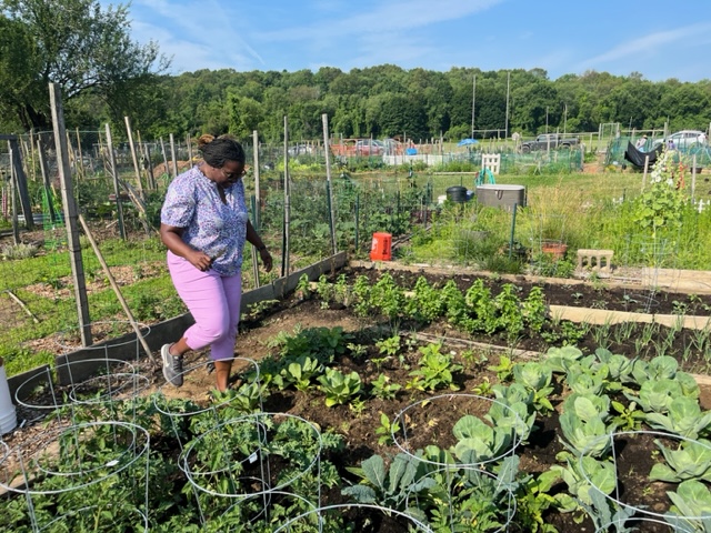 Dr. Nicole Beveridge standing in the ALANA Garden wearing brown shades, pink-purple capri pants and a patterned shirt looking down at the bed of green plants.