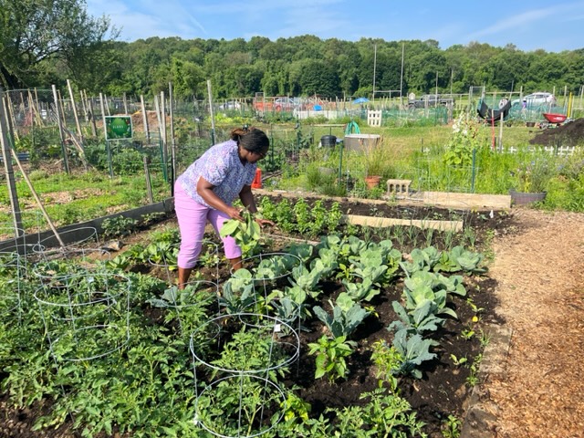 Dr. Nicole Beveridge bending down to pick up the green plants in the ALANA garden.