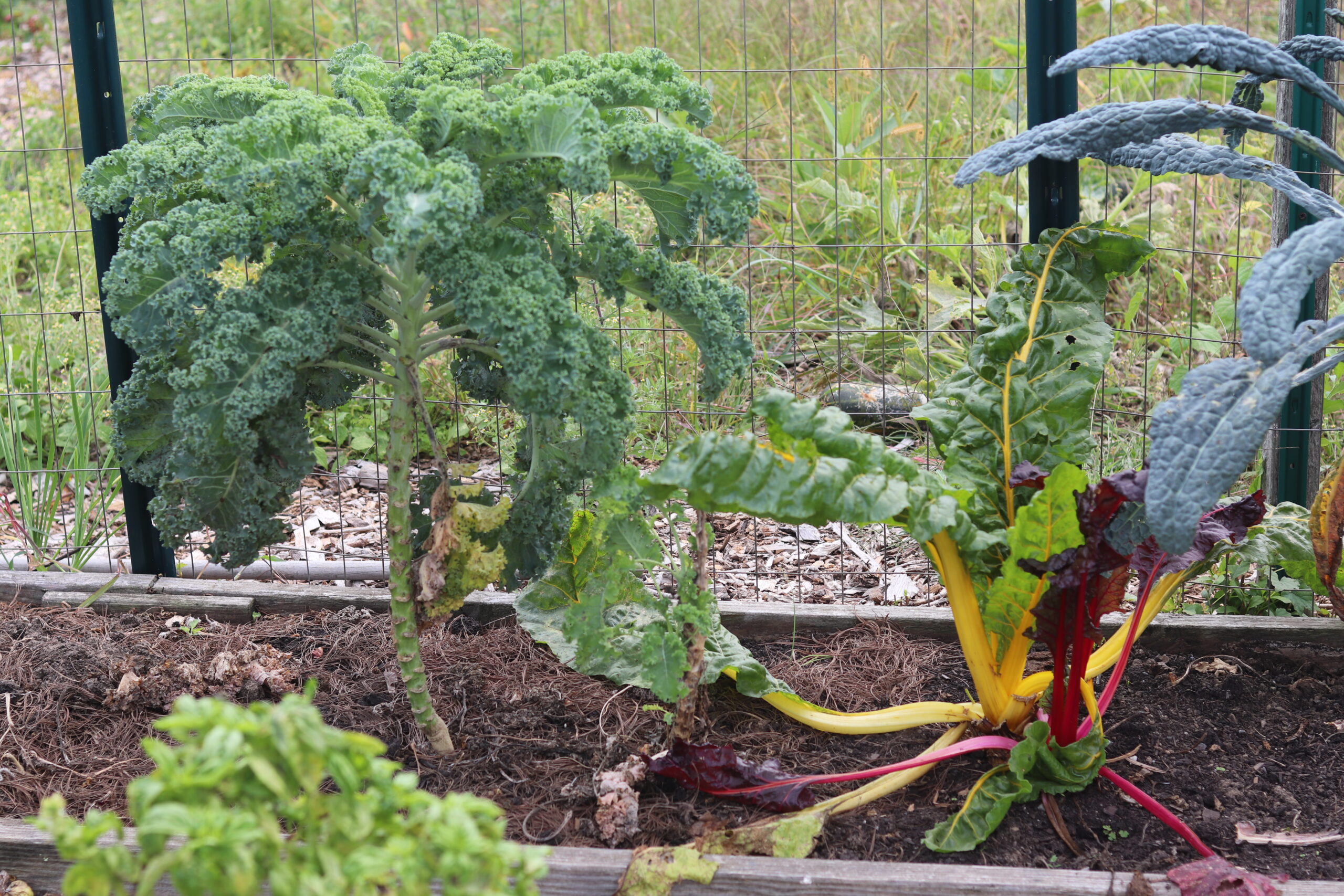 Green plants growing out the garden bed of the ALANA Center community garden plot filled with brown soil.