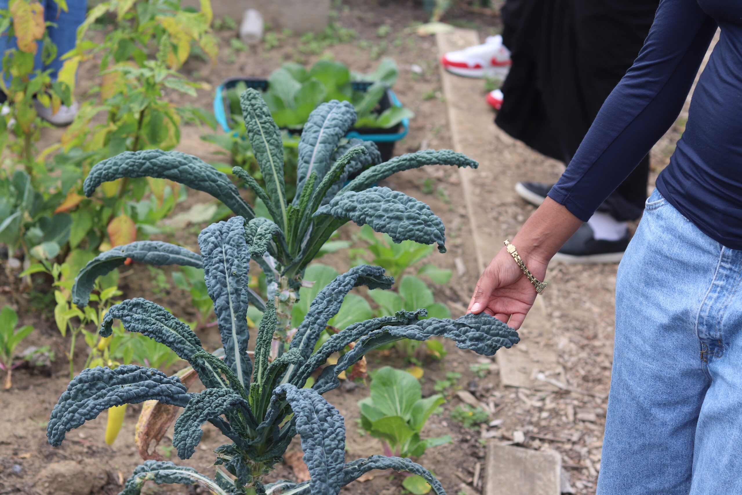 Image of a student using their right hand to touch the a dark green leaf that's planted into the brown soil.