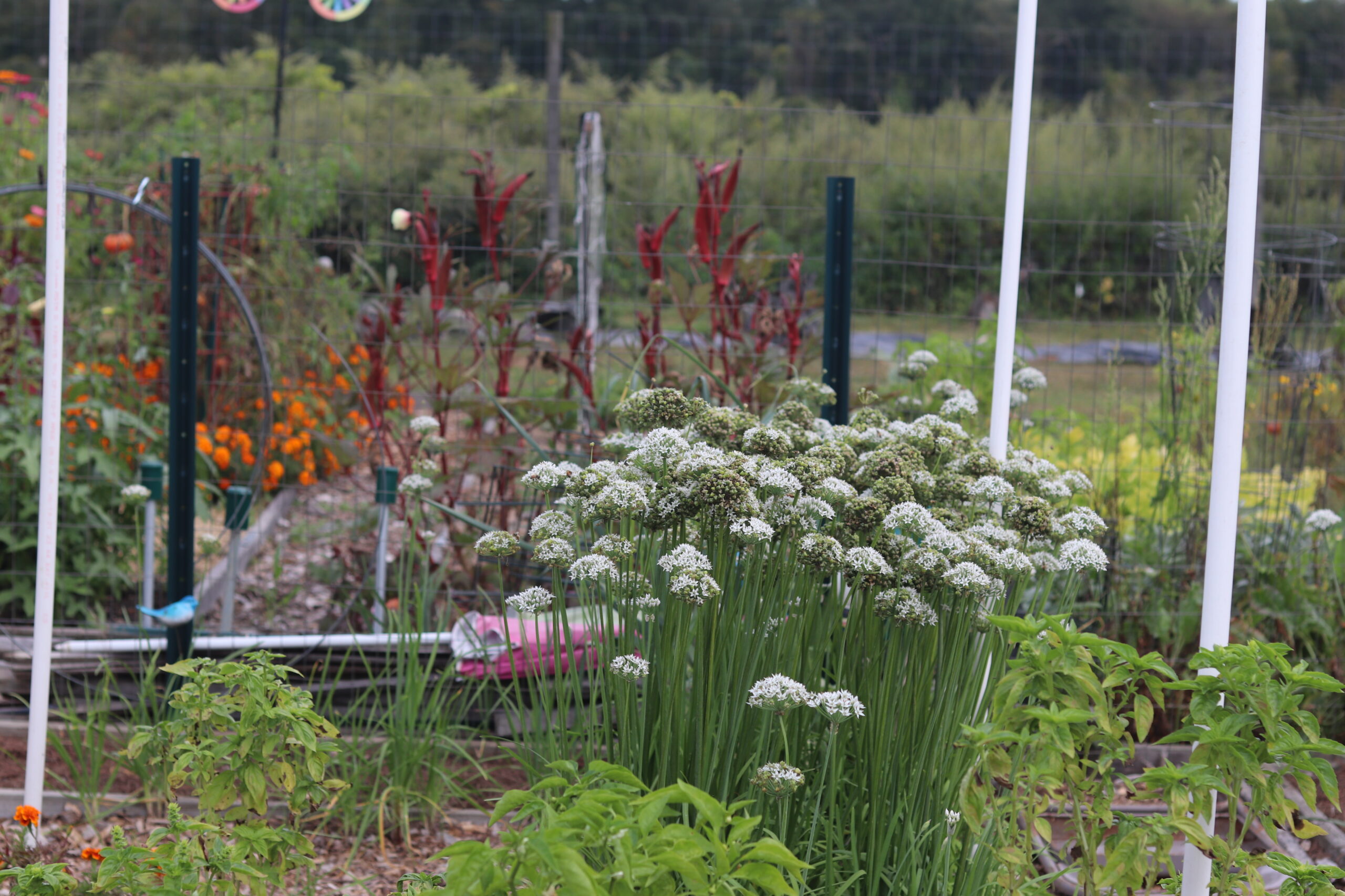 Image of various shaped and colored flowers and plants. In the center of the image are long green stems with white bulbs surrounded by smaller green plants fenced within the garden plot.