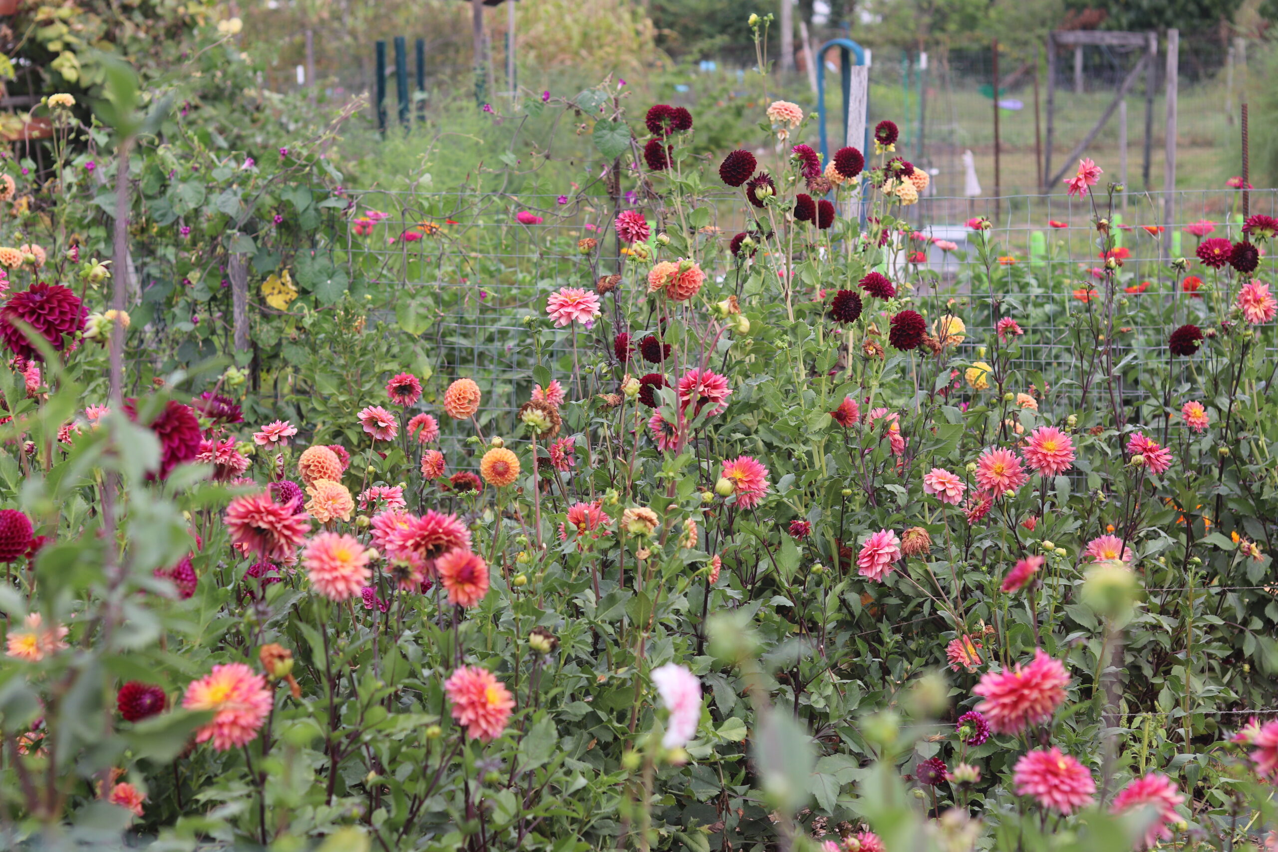 Bed of red and pink flowers growing at various heights throughout the green garden plot.