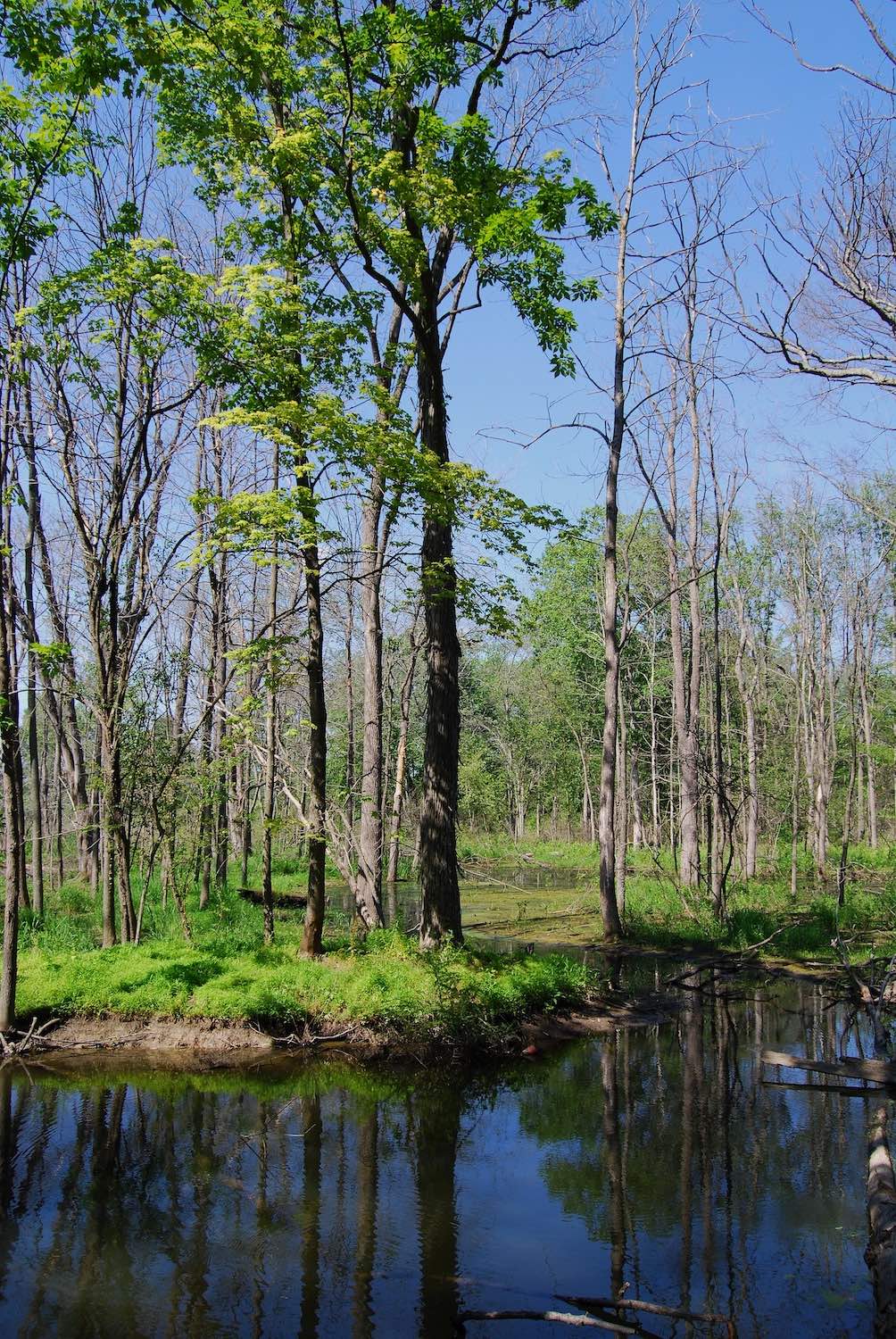 Beaver-flooded forest on the Vassar Ecological Preserve
Photo: Ellie Opdahl