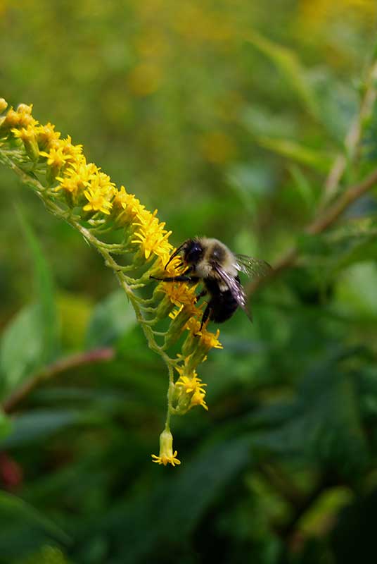 What is it? Solidago, commonly called Golden Rod, flowers on the preserve in the late fall. Photo: Ellie Opdahl