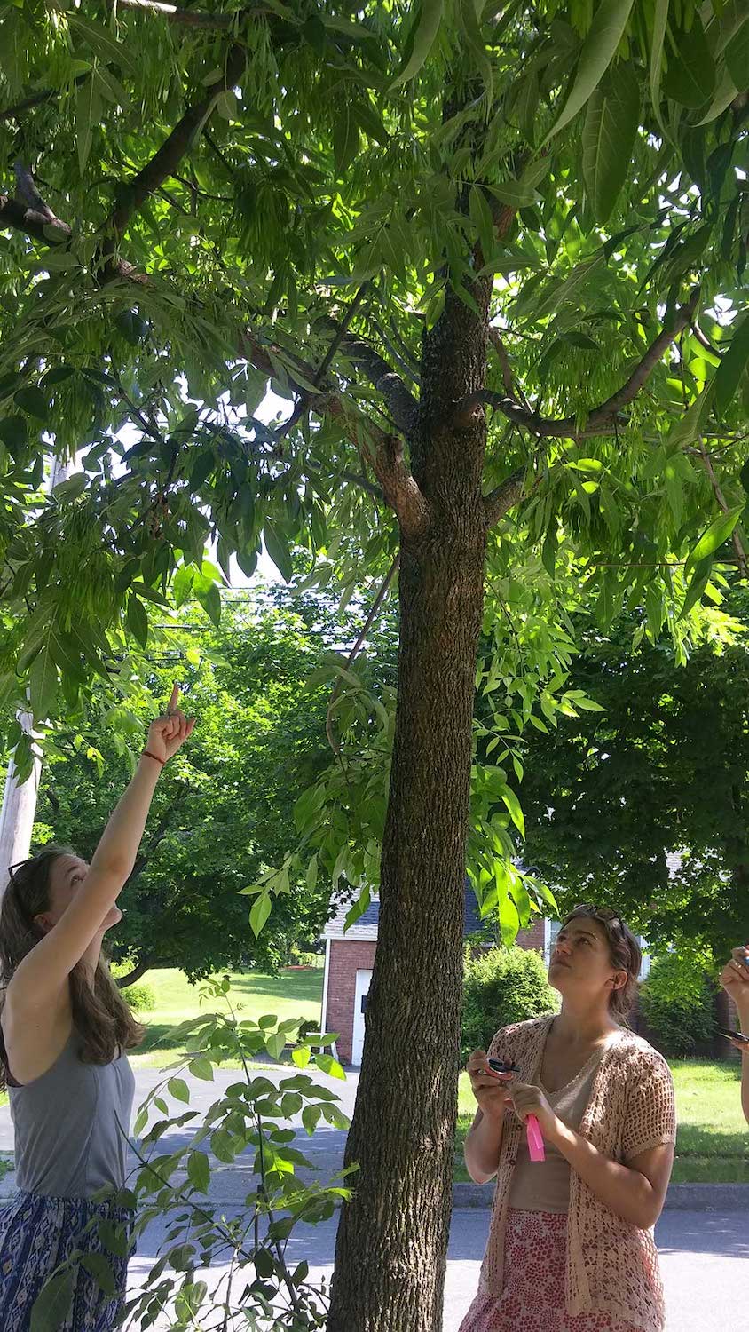 Assessing Urban Ash Trees,  Summer 2017