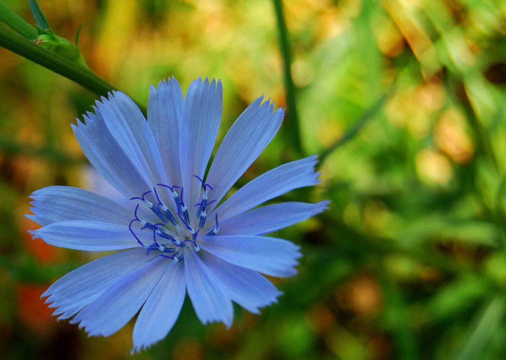 Composite Flowers  Orbis Environmental ConsultingOrbis Environmental  Consulting