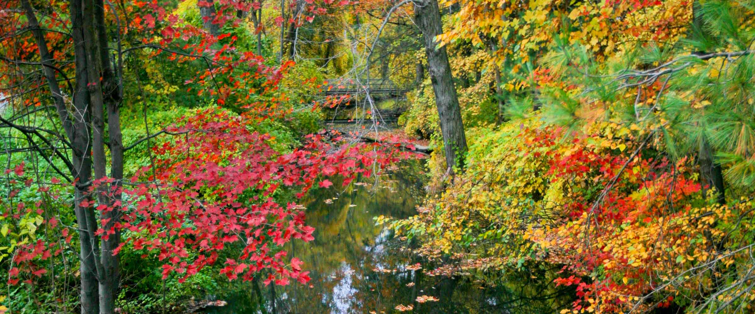 Fall foliage over a creek