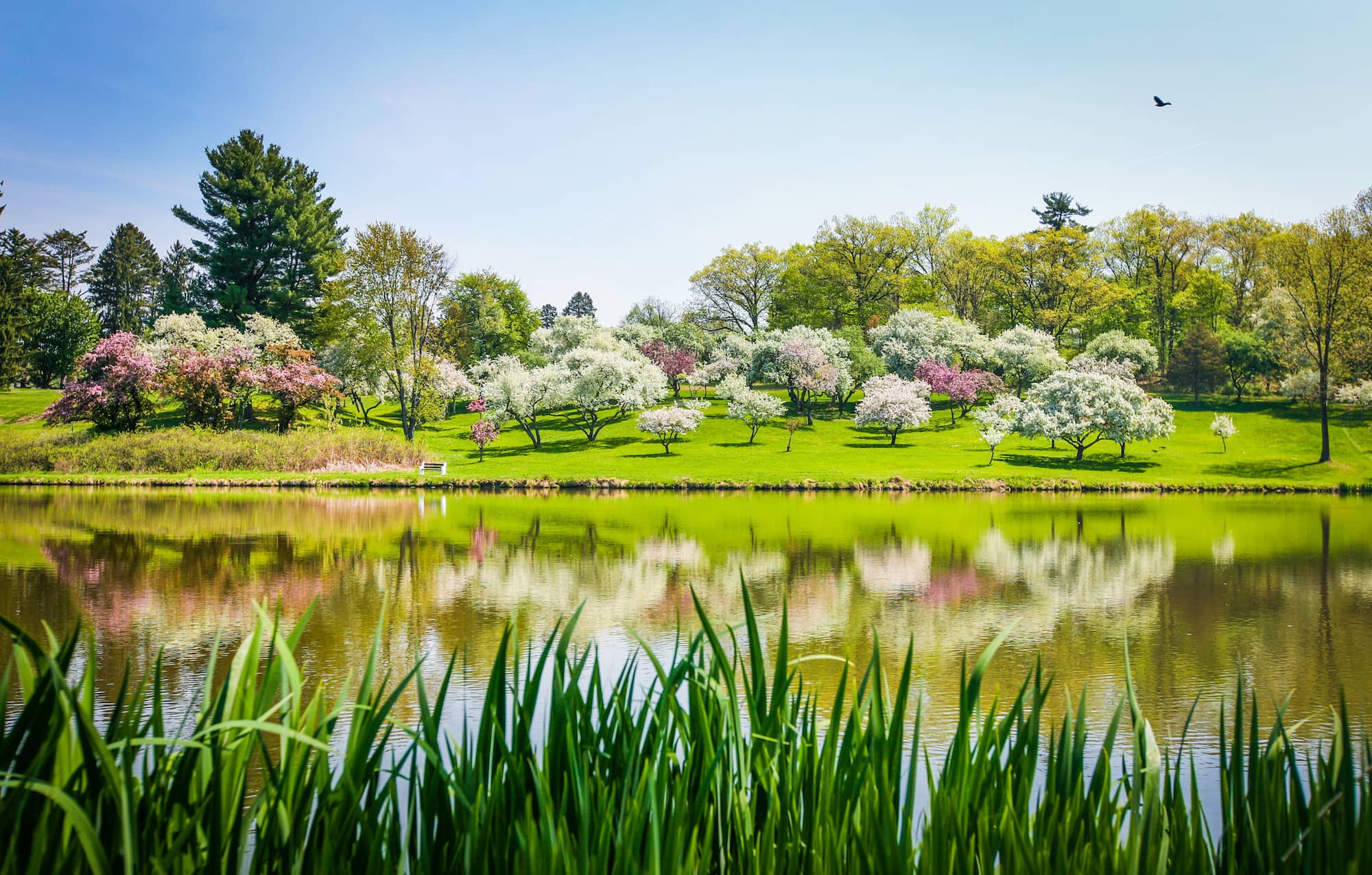 A lake with Spring foliage and flowers on a sunny blue sky day.