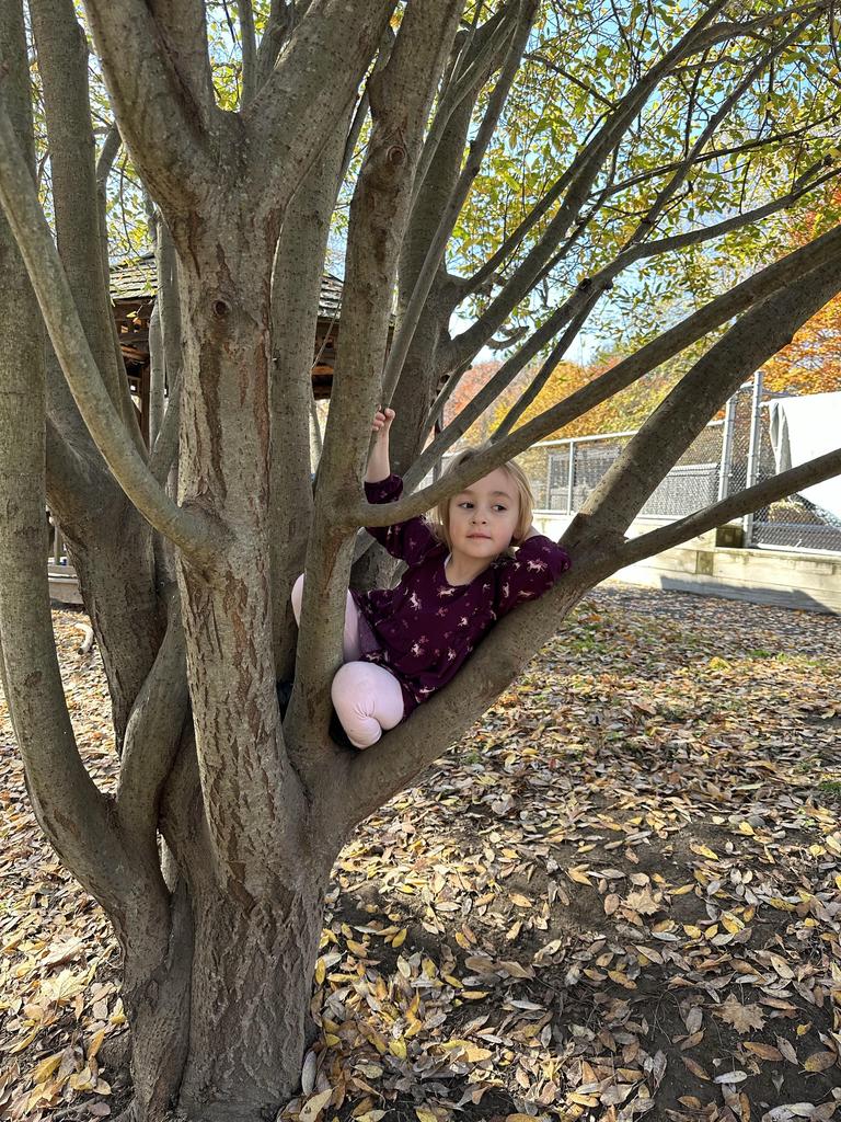 A small child with long blond hair sits among the branches of a short tree.